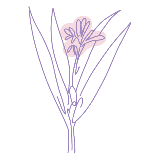Illustration of Alpinia Galanga-Blatt